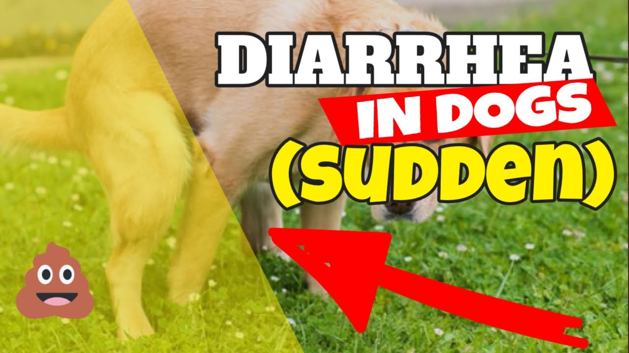💩DIARRHEA IN DOGS (sudden) ACUTE (Causes and Symptoms) YouTube
