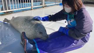 Famous Seal video archive museum: loves mama 👌🦭❤️ Wealth