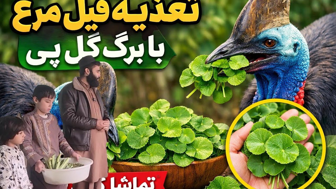 تغذیه فیل مرغ با برگ گل پی واتس آپ ۰۷۸۹۷۵۷۵۰۱