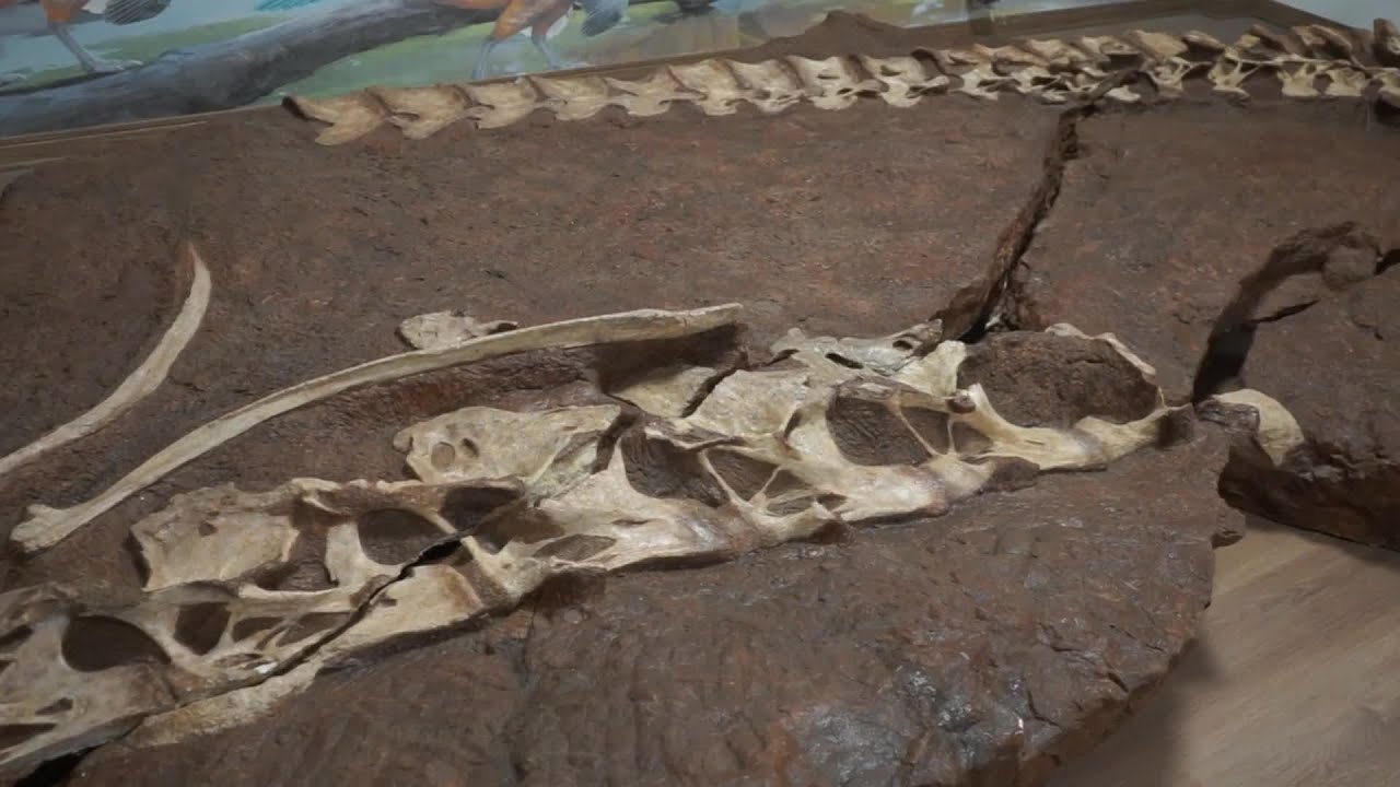 中国江西省で9千万年以上前の新種の恐竜化石を発見 - YouTube