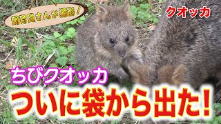 クオッカの赤ちゃん 袋から卒業！
