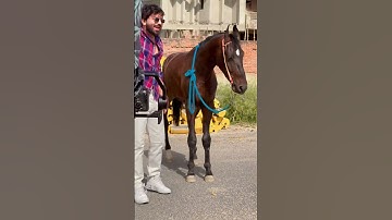 Tettar Uda Denge || Rohit Sardhana || Harinder Nagar || New Badmasi Song 2023