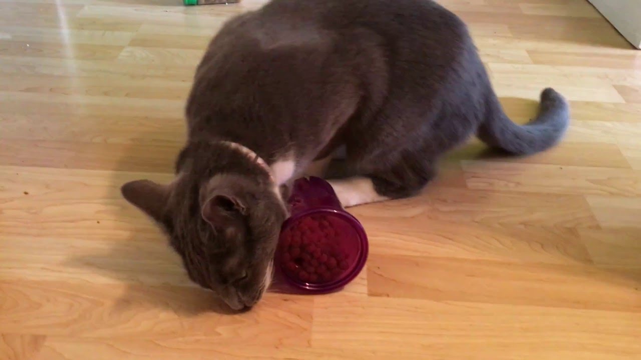 Foraging Toys (a.k.a. Food Puzzles) - Fundamentally Feline