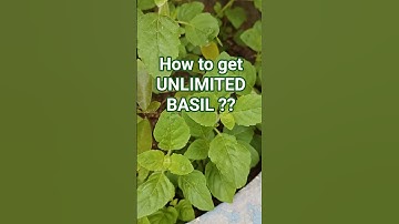 🌱 I Regrew Basil FOREVER with This 1 Simple Trick | Basil Plant Growing Tips