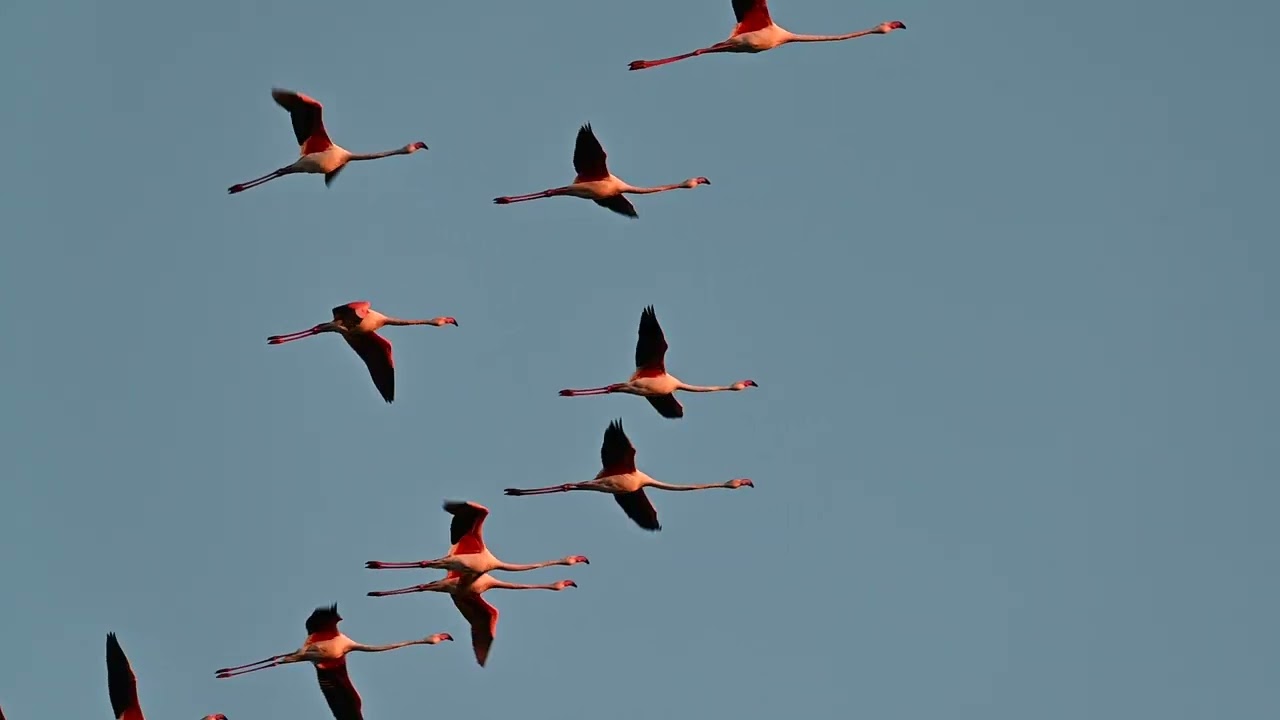 Les flamants des Salins de Hyères