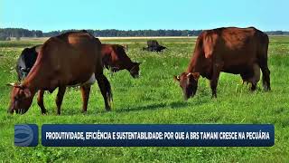 Embrapa develops forage grass cultivar and promotes sustainability in livestock farming.