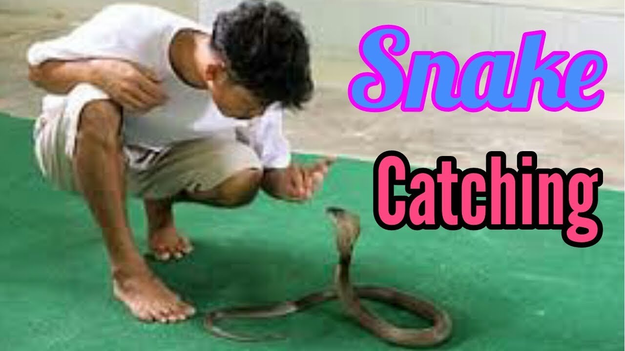 All Tips in Tamil - How to Catch Snake | Snake Catching Live Video