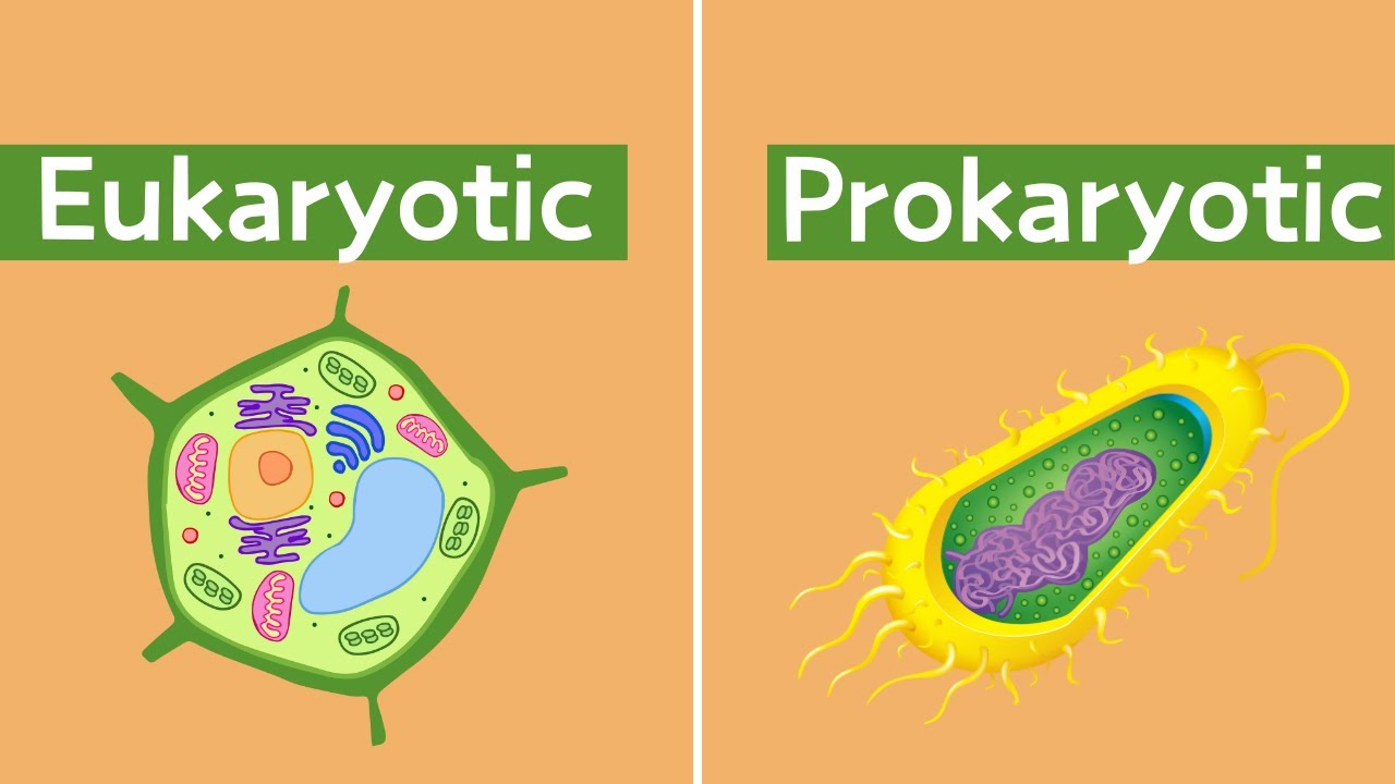 Eukaryotic vs Prokaryotic Cells - What's the Difference? - YouTube