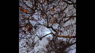Magic Wands “Sacred Mirrors” featuring guitaristJohn Ashton of The Psychedelic Furs