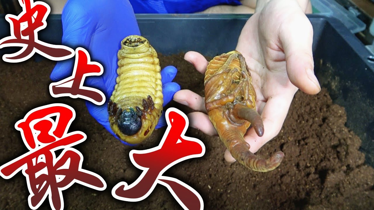 Hercules Beetle] The giant case in which the world's largest