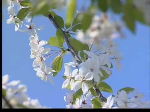 Pollen count