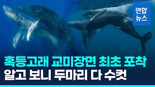 혹등고래 교미 장면 최초 포착…알고보니 동성애 / 연합뉴스 (Yonhapnews)