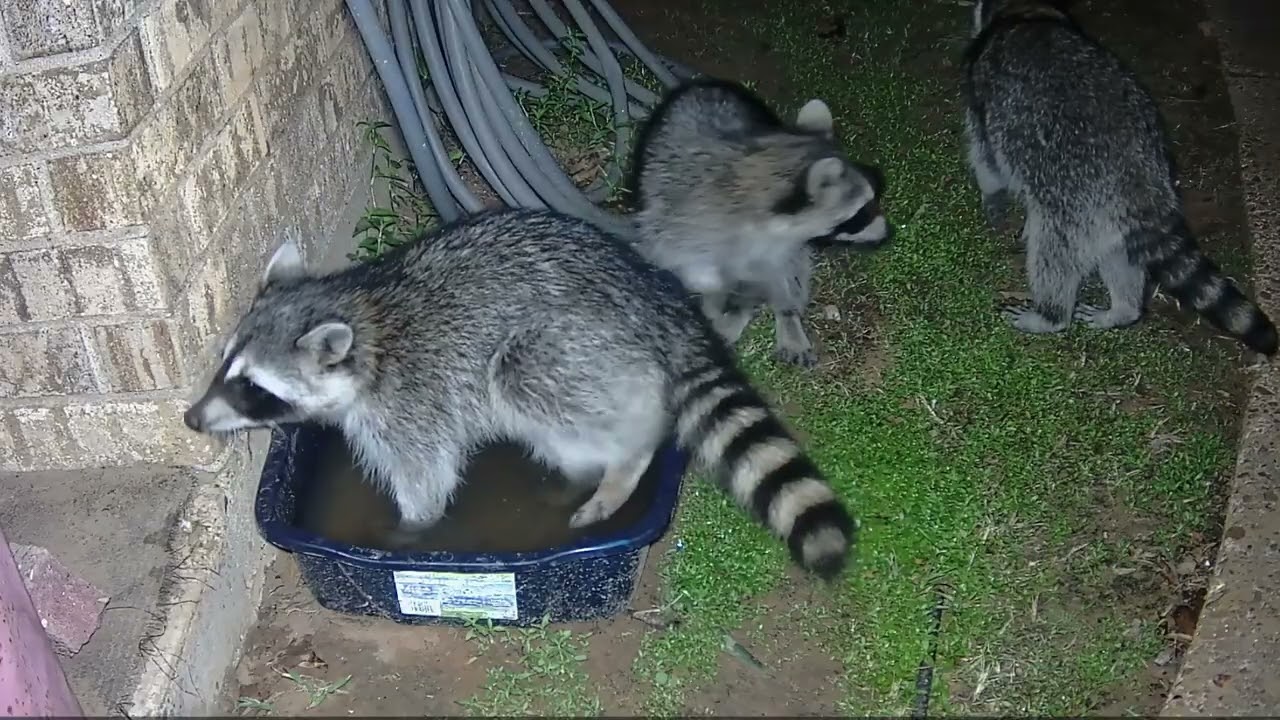 🍽️ “Wild Backyard Buffet! Watch Who Shows Up to Eat and Drink 🦝