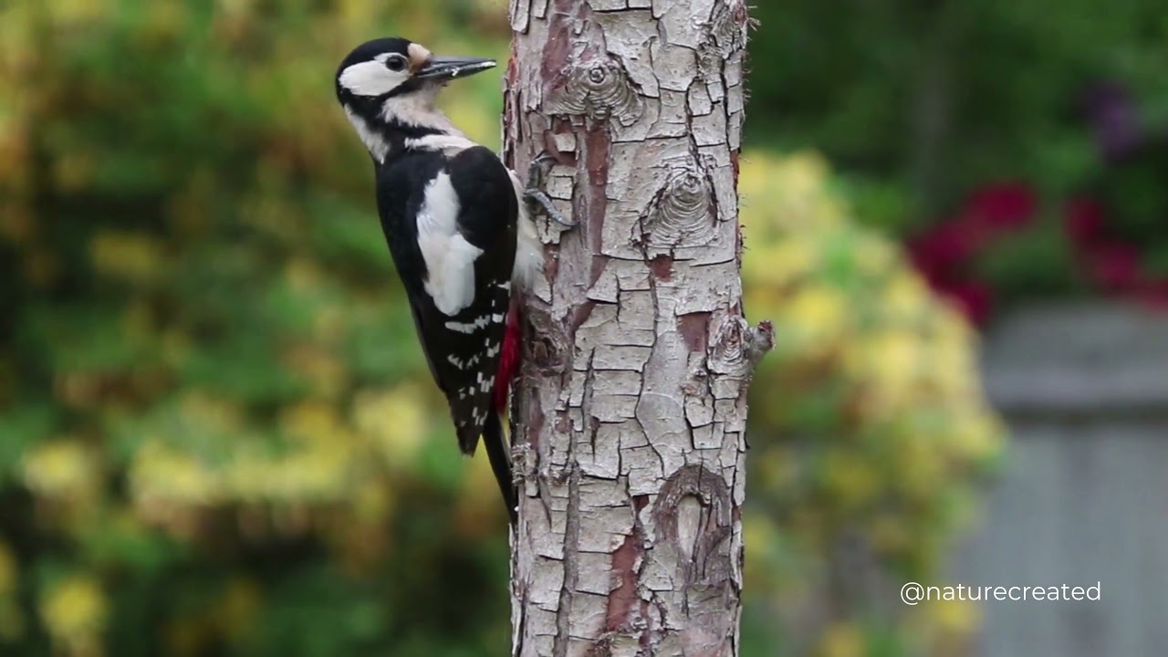 Beautiful Woodpecker Spotted | Nature Created