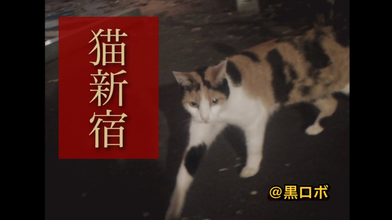 【猫新宿】 @黒ロボ