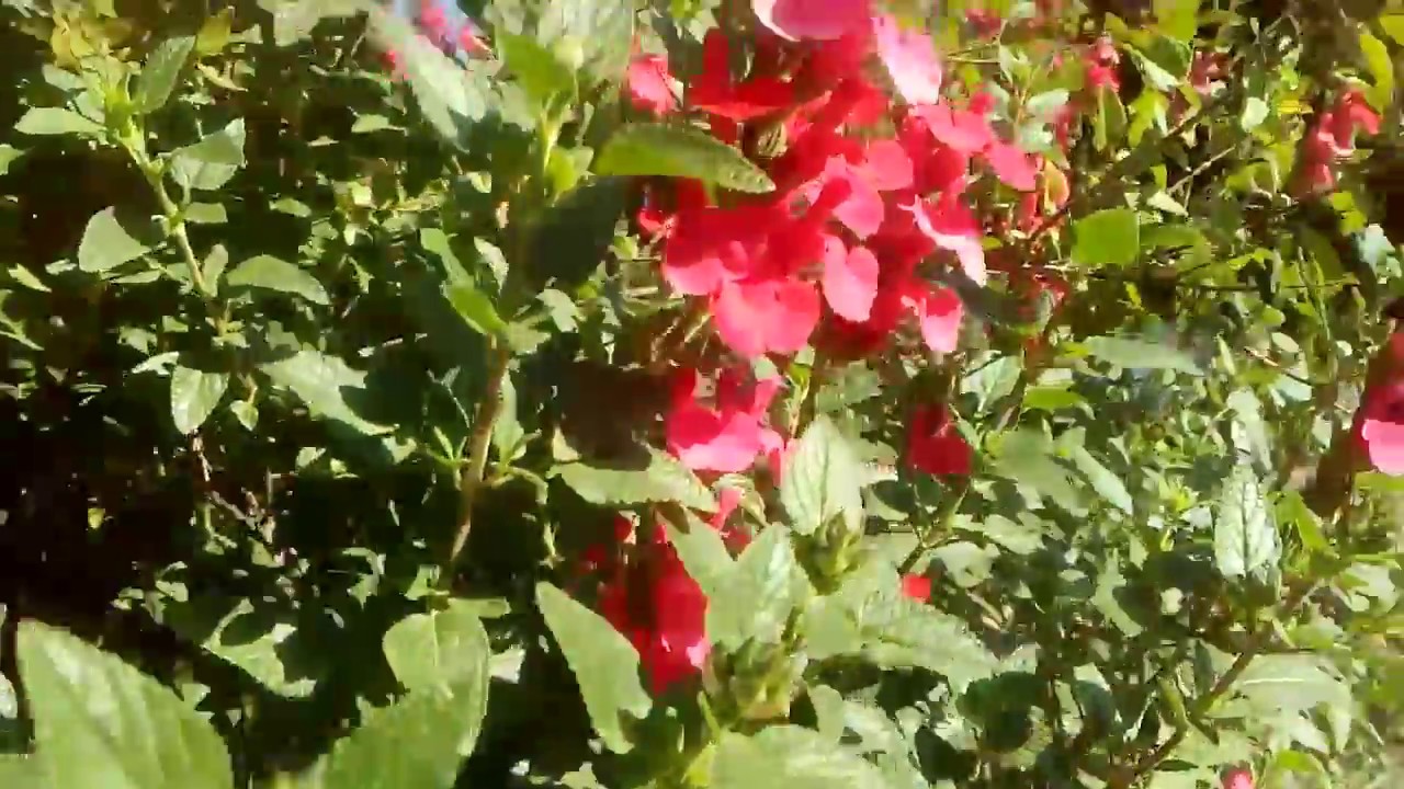 растение розового шалфея