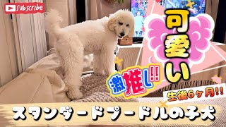 生後ヶ月に成長したスタンダードプードルの子犬ルナ　Standard poodle puppy at 6 months old