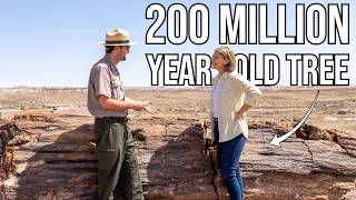 Petrified Forest National Park is Unlike Any Other Landscape