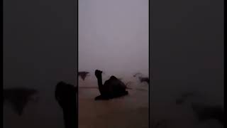 لقطة اليوم : منظر خياااالي 😍‏تسري على برقها من امطار#السعودية  #مركز_العاصفة_طقس_الخليج screenshot 4