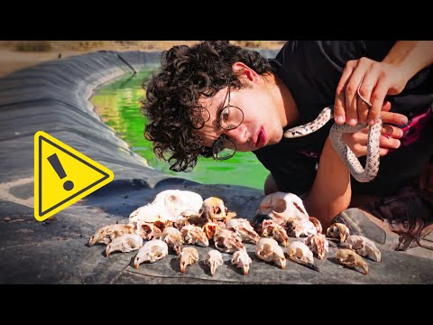 This TANK is the BIGGEST ANIMAL GRAVEYARD I've ever seen!!