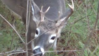 Half rack buck crusing & chasing on the Black Warrior WMA