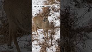 Hunting. Deer hunting. Jagd. Polowanie na jelenie. Hunt in Poland.