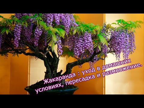 Видео: Условия цветения жакаранды - Как заставить жакаранду цвести