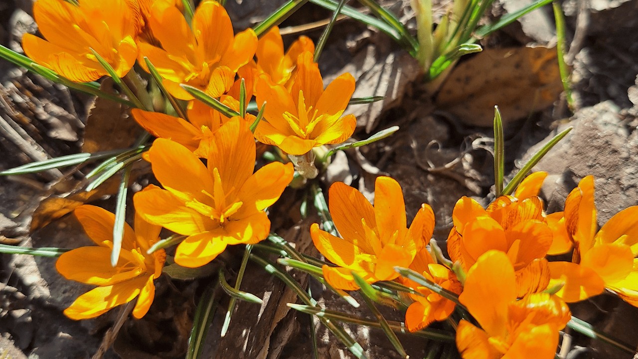 Чим планую підживлювати сад. Квітнуть КРОКУСИ