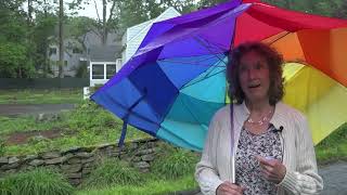 ‘Problematic’ tree clearing irks neighbors in Westport