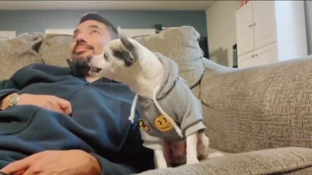 Hilarious Cats & Dogs 2025 😂 #4 | Funny Animal Videos