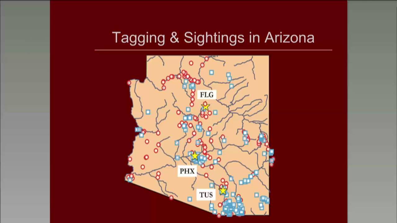 Southwestern Monarchs