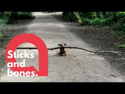 Tiny dachshund loves BIG STICKS | SWNS