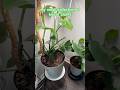 What’s your favorite houseplant? #plants #houseplants #monstera #alocasiablackvelvet #pothosplant