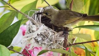 a new beginning {best video of bird's life cycle}