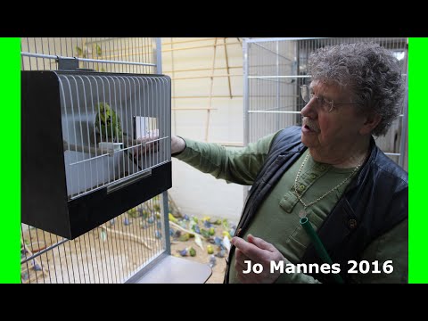 Video: Semua Mengenai Budgerigars