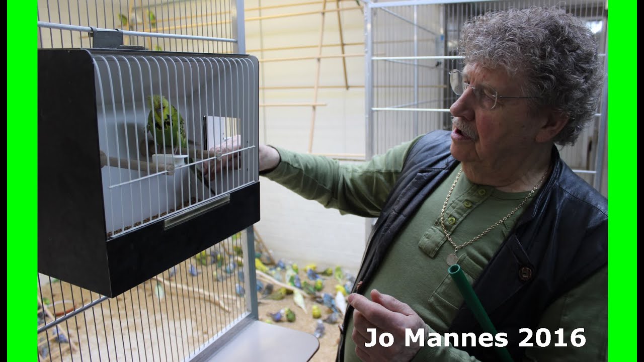 Champion Exhibition Budgie Breeder Jo Mannes- June 2016