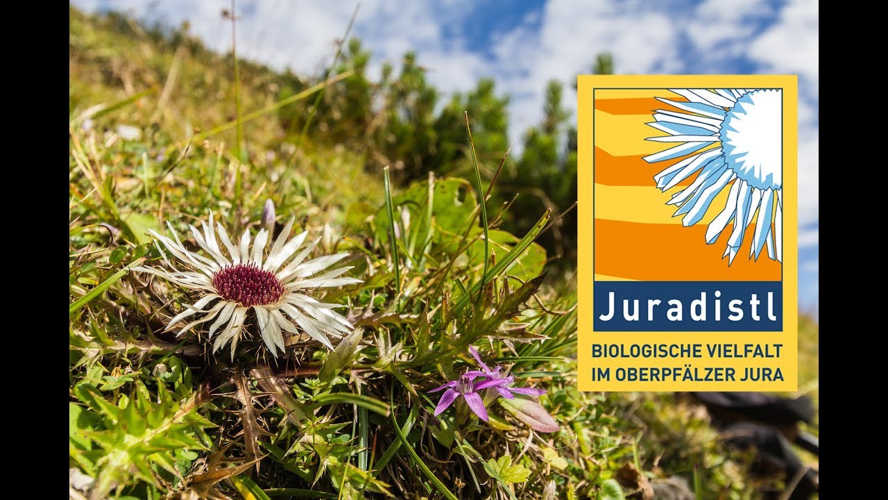 10 Jahre Biodiversitätsprojekt Juradistel