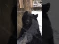 🐻クマが目の前に来た‼️🐻 八木山動物園🦁 八木山動物園 ツキノワグマ Yakiyama Zoo Japanese bear