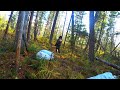 Тайга кормилица в глубь Сибирских лесов за кедровой шишкой