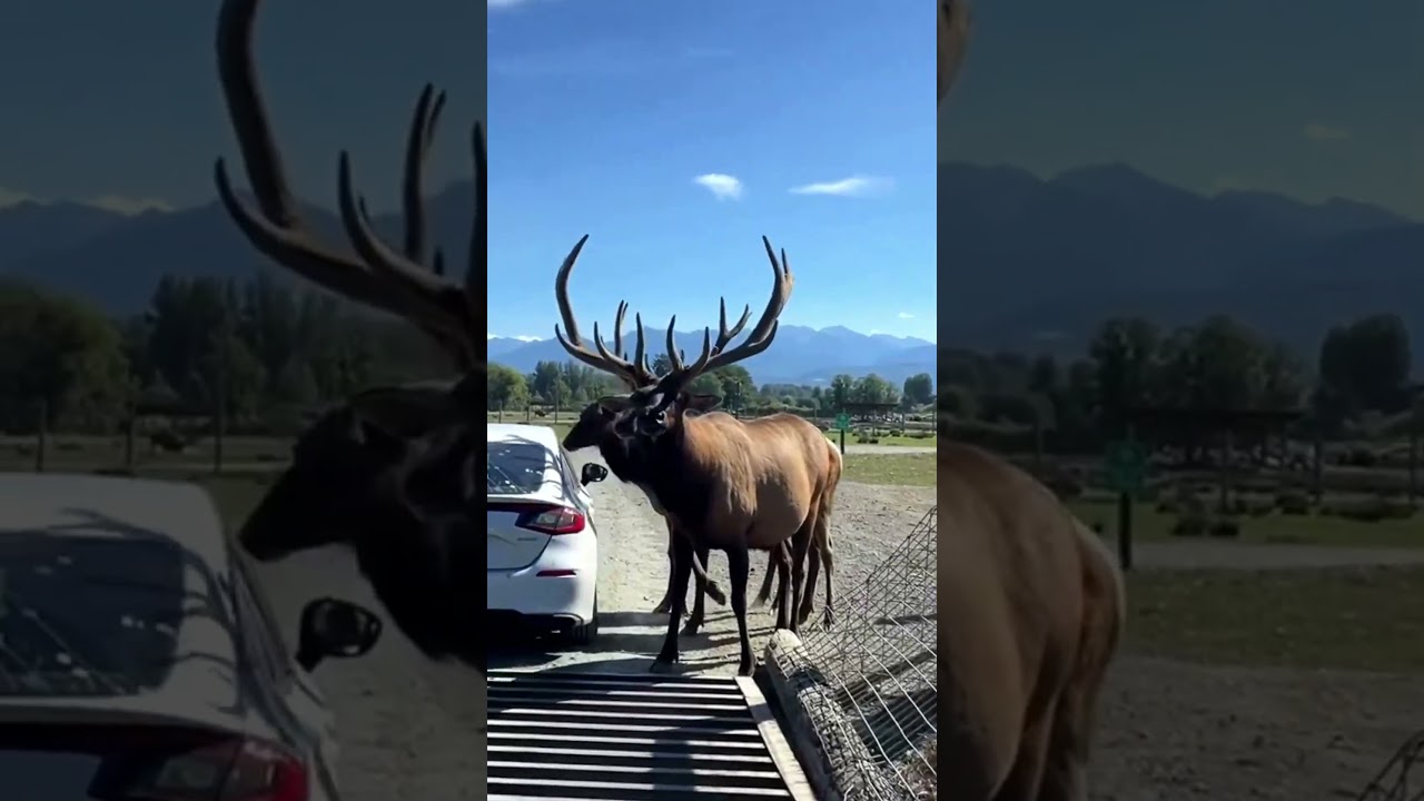 В ОКРУЖЕНИИ ГИГАНТСКИХ ЛОСЕЙ