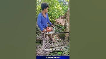 This logger drops a tree with precision 🔥