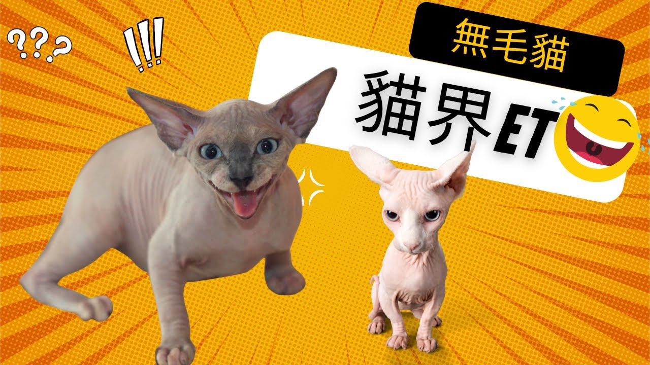 神秘而迷人的無毛貓：揭開無毛貓的奇特之美︳無毛貓︳斯芬克斯貓︳ - YouTube