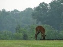 Glencoe, Sparks and Beyond (Maryland - August, 2008)