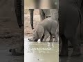 fact about baby elephant #facts #animals #wildlife