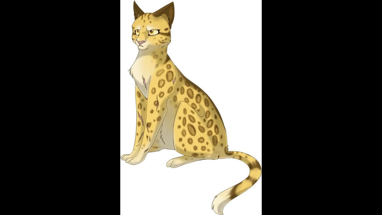 Etoile du léopard, manipulée par amour