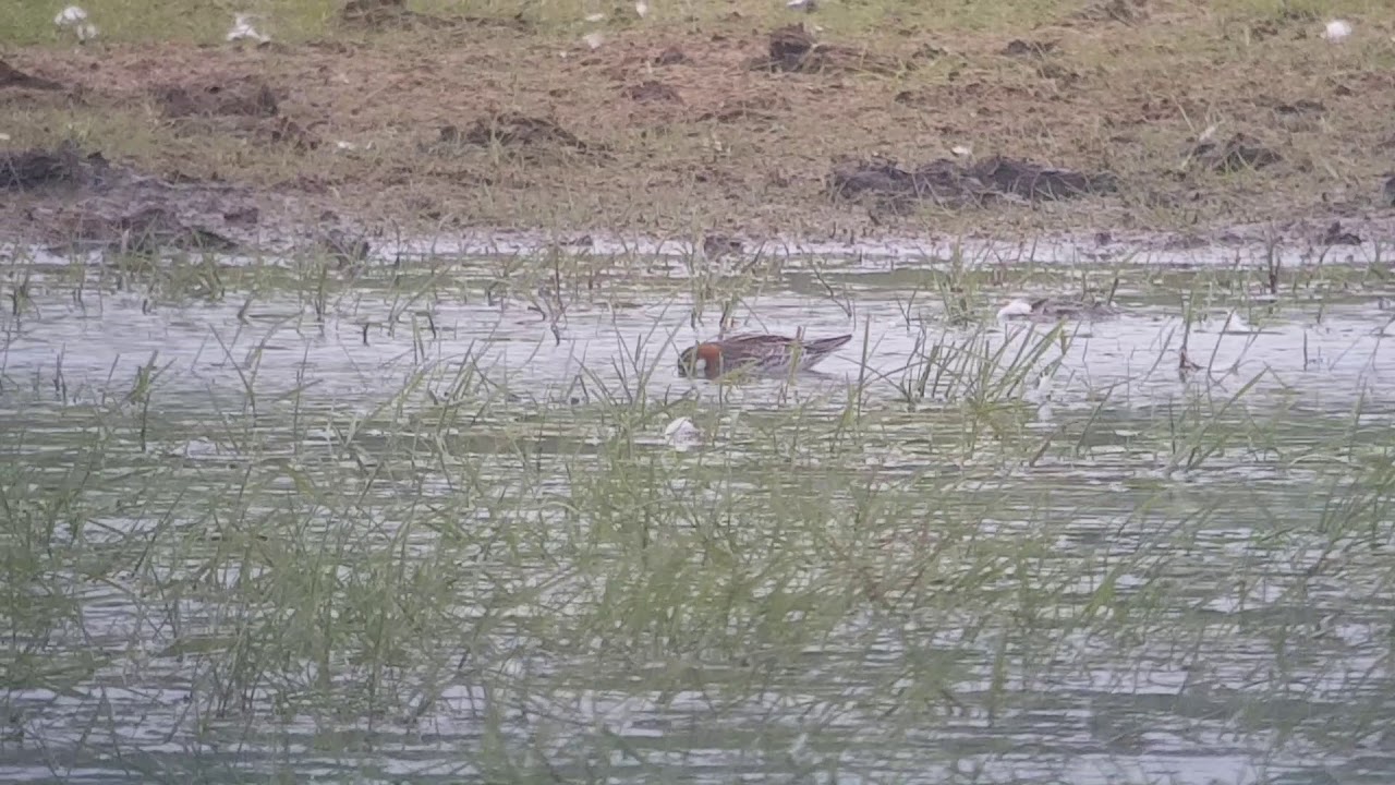 Red-necked Phalarope at Newton, Northumberland 29th May 2019 