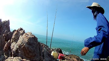 câu cá biển | câu cá hanh cá rồ mũi nhỏ