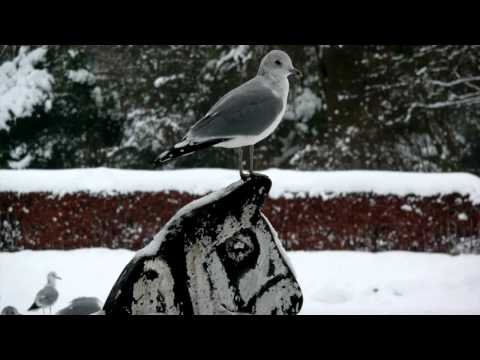 Harry Nilsson - Snow