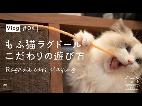【もふ猫ラグドールと暮らす】子猫がおもちゃで遊ぶ日常【vlog #04】
