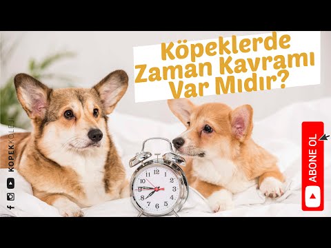 Video: Köpeklerin Zaman Kavramı Var mı?